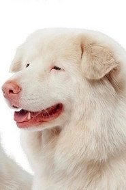 Ảnh diễn viên Hima