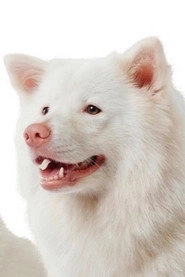 Ảnh diễn viên Meechok