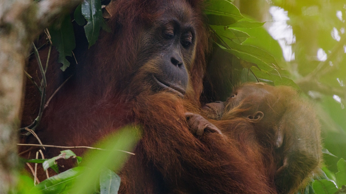 Orangutan (Orangutan)